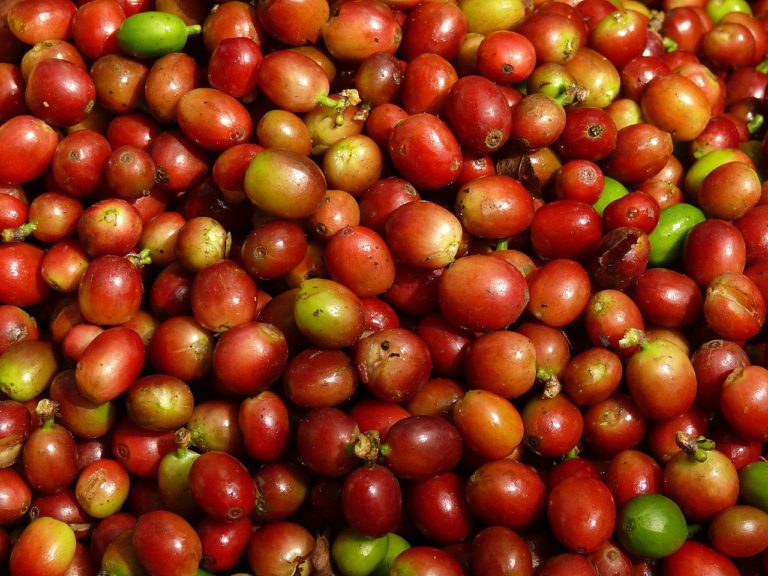 Coffeeberry Extract Supplement